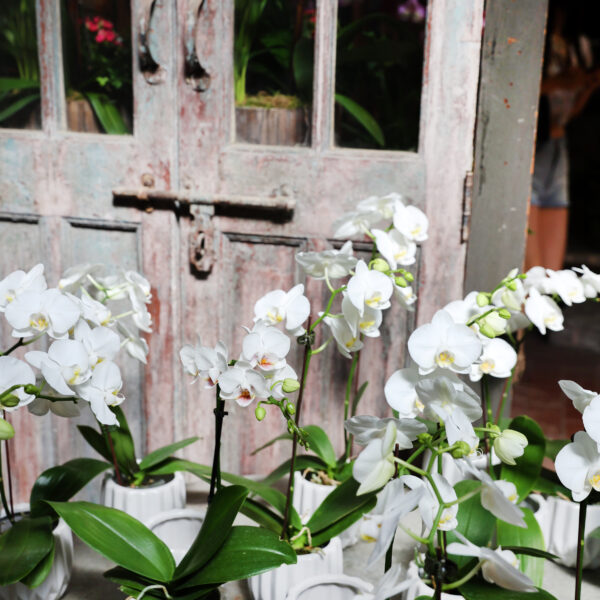 Orchidée blanche