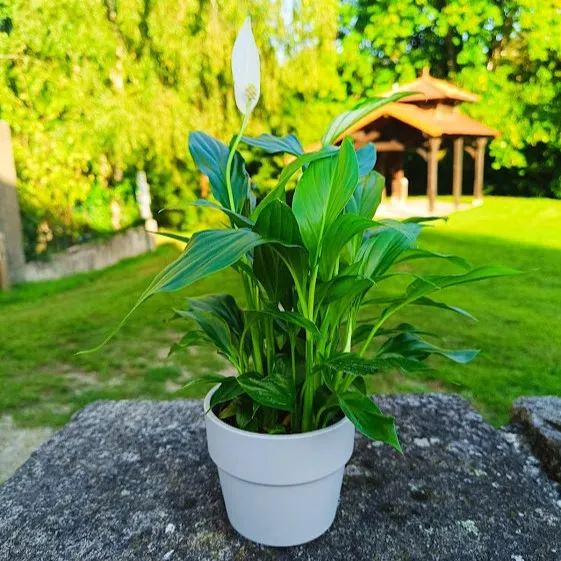 SPATHIPHYLLUM OU FLEUR DE LUNE